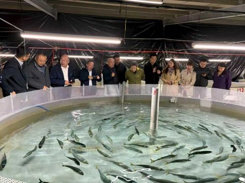 鲐人工驯养与工厂化繁育技术通过专家验收，水产养殖迎重大突破