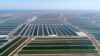 乐亭 海产品养殖产业的蓬勃发展与未来展望