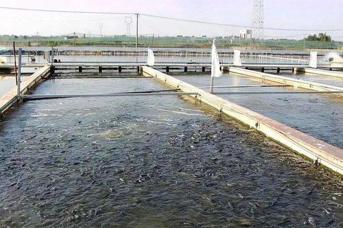 40岁返乡养水产 从亏损到年入百万的创业之路