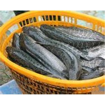 襄阳高粱丰收在望，汈汊湖水产养殖产业联动发展新机遇