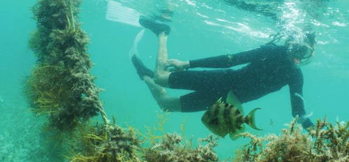 海洋修复性水产养殖 全球通用原则发布，引领水产养殖新方向