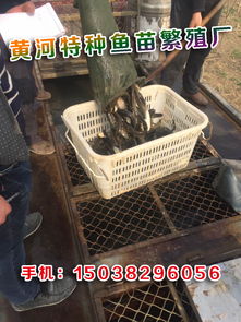 水产养殖鱼苗报价及厂家信息 开启您的养殖事业