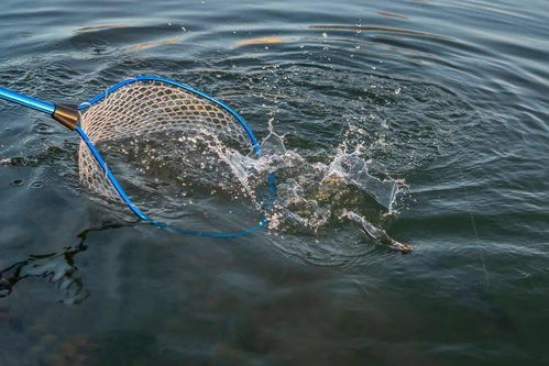 春季水产养殖防病 内外结合，筑牢健康防线